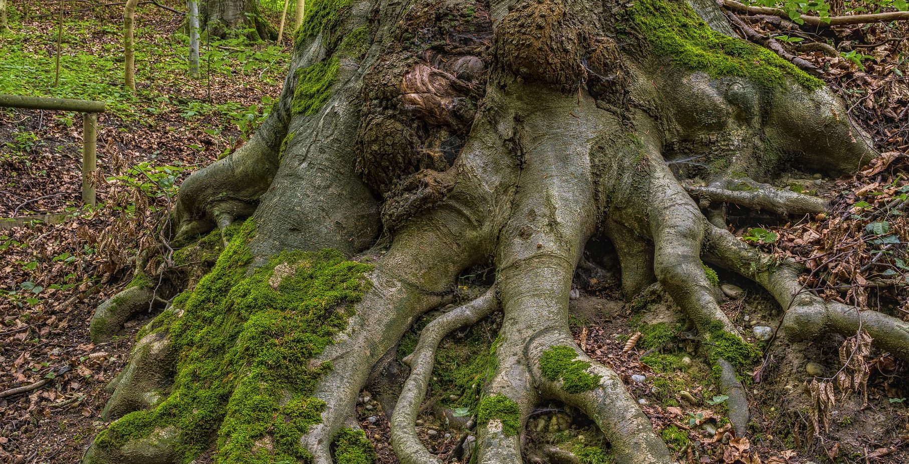 Tree with gnarly roots