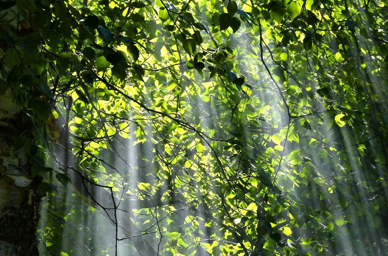 rays of light beaming through lush tree branches