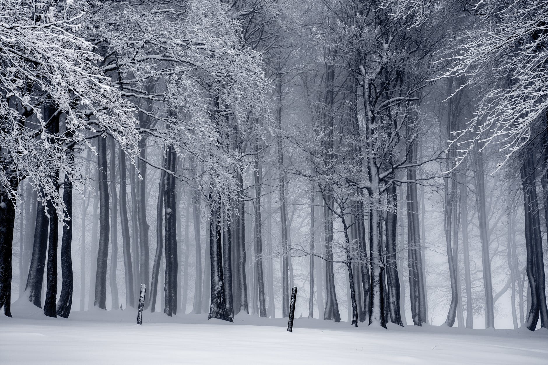 snowy forest