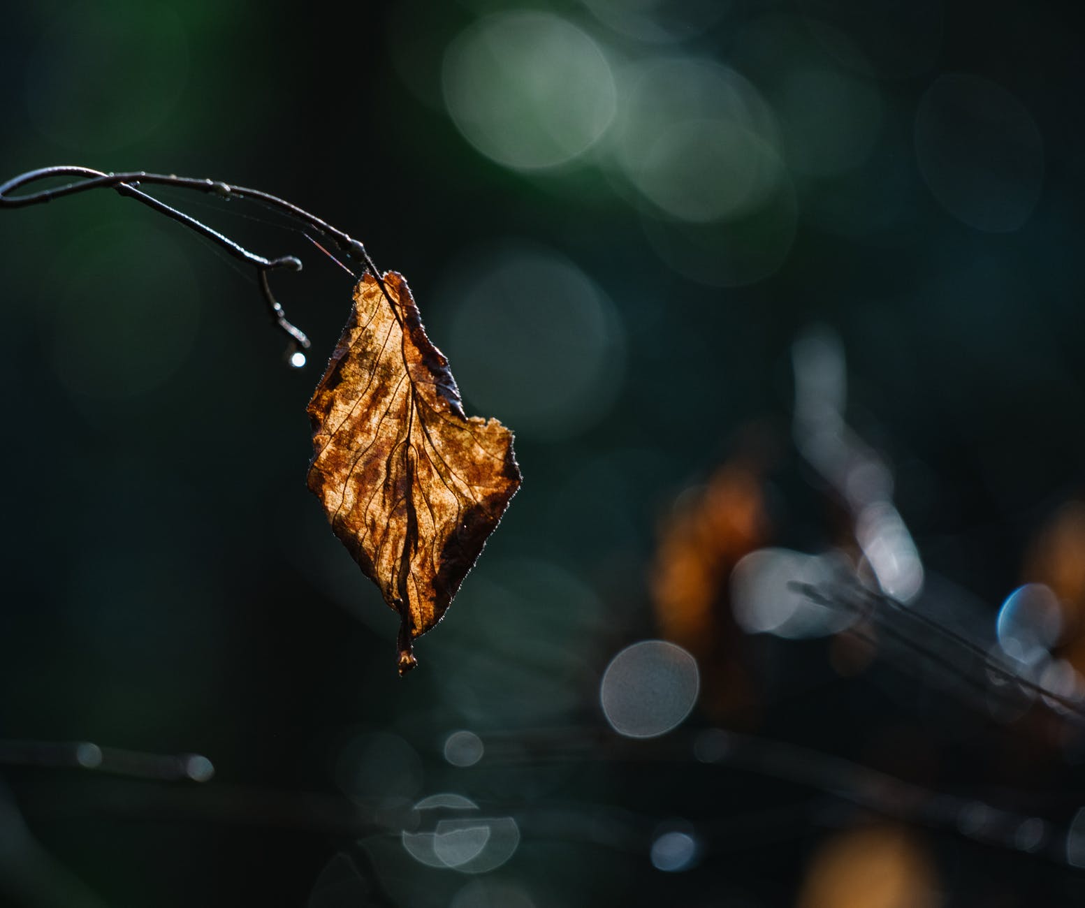 delicate tree branch with wilted leaf and raindrops