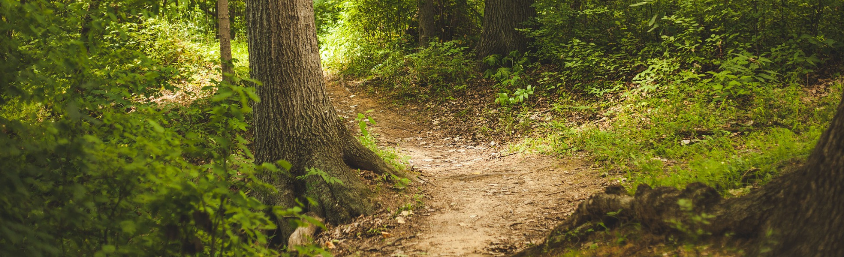 Forest path header image