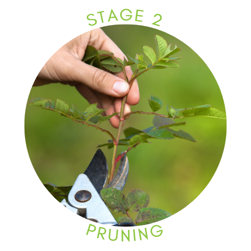 Stage 2: Pruning